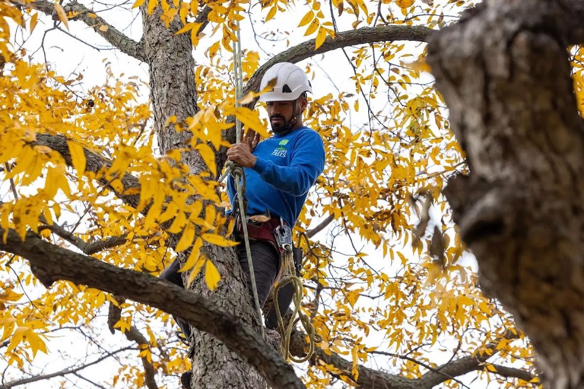 Skilled Tree Trimming crew working in Palm Harbor