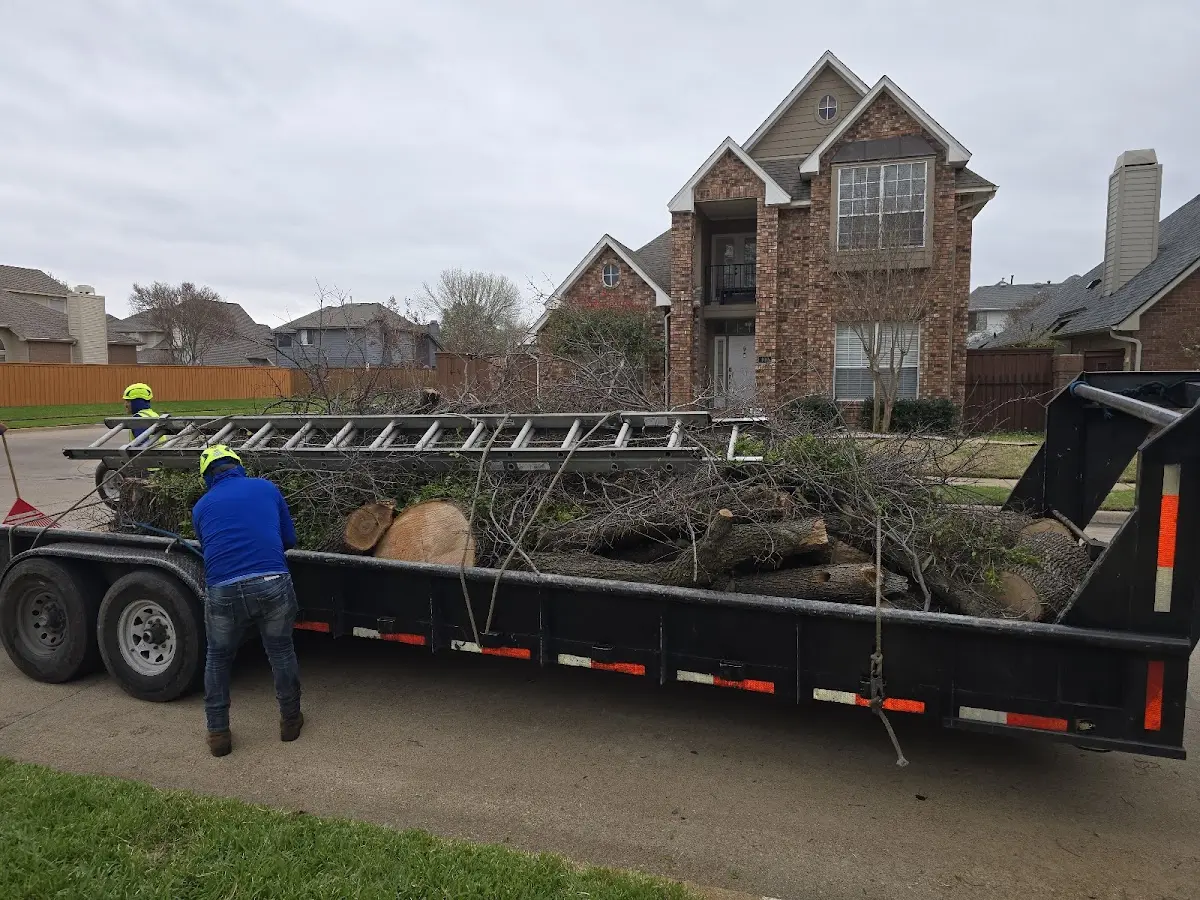 Expert Tree Pest Control with proper safety equipment in Palm Harbor